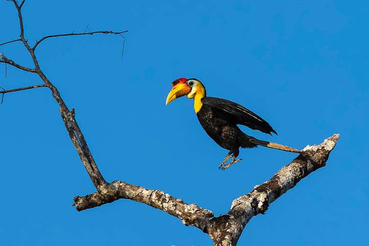 Wrinkled Hornbill (Rhabdotorrhinus corrugatus), Kinabatangan River, Eastern Sabah, Borneo