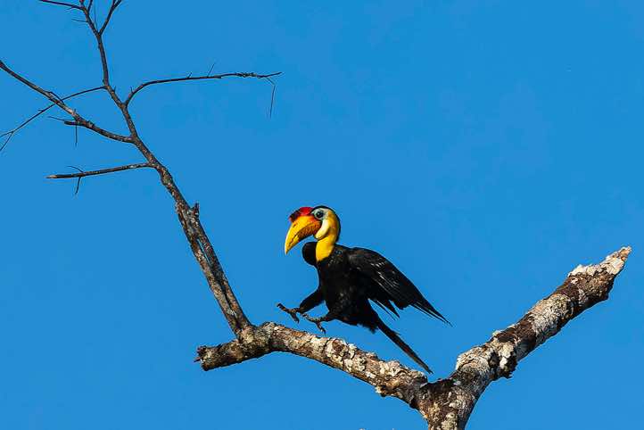 Wrinkled Hornbill (Rhabdotorrhinus corrugatus), Kinabatangan River, Eastern Sabah, Borneo