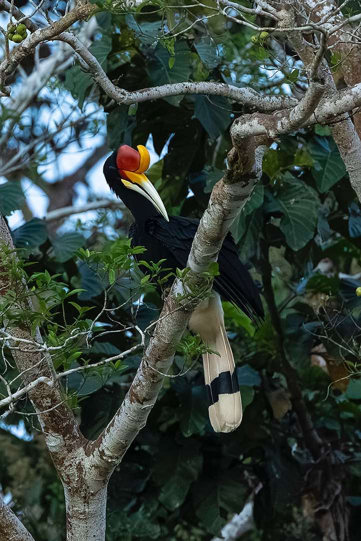 Rhinoceros Hornbill (Buceros rhinoceros), Kinabatangan River, Eastern Sabah, Borneo