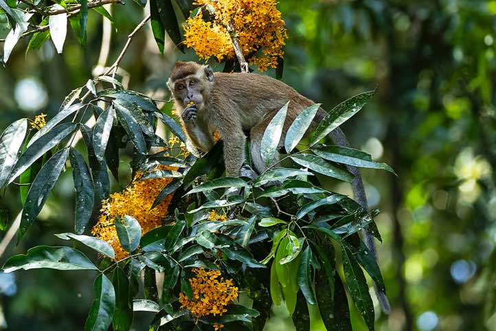Crab-eating Macaque (Macaca fascicularis), or Long-tailed Macaque, Tabin Wildlife Reserve, Sabah, Borneo<br/>