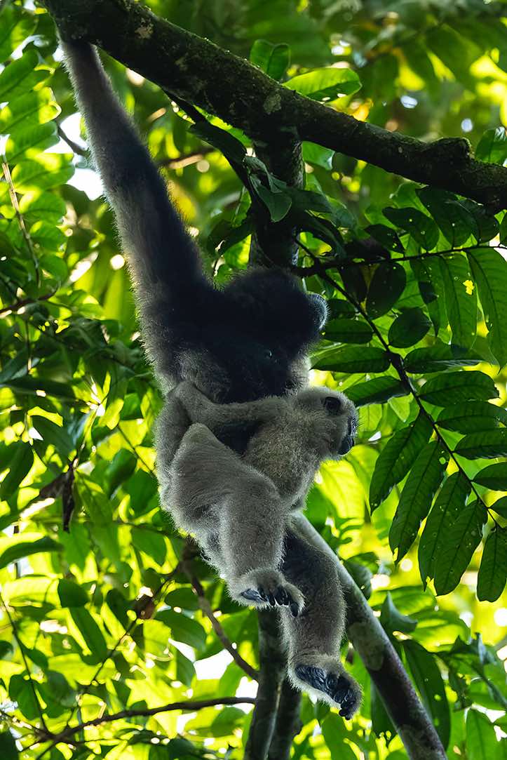 Müller's Gibbon (Hylobates muelleri), or Southern Grey Gibbon, mother with child, Tabin Wildlife Reserve, Sabah, Borneo