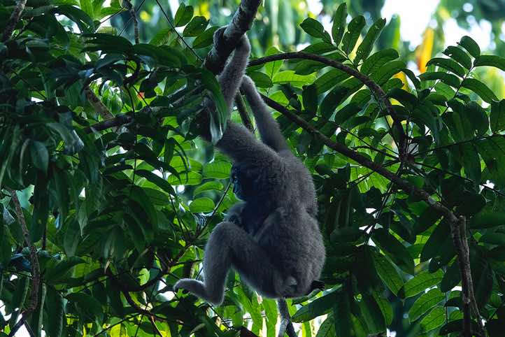 Müller's Gibbon (Hylobates muelleri), or Southern Grey Gibbon, mother with child, Tabin Wildlife Reserve, Sabah, Borneo