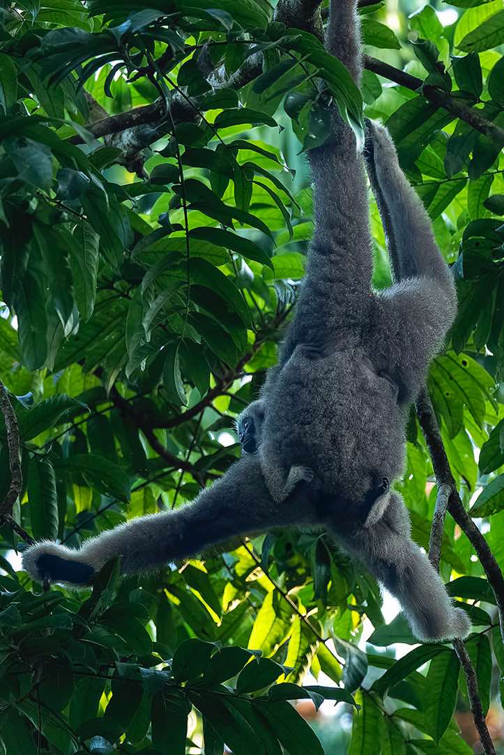 Müller's Gibbon (Hylobates muelleri), or Southern Grey Gibbon, mother with child, Tabin Wildlife Reserve, Sabah, Borneo