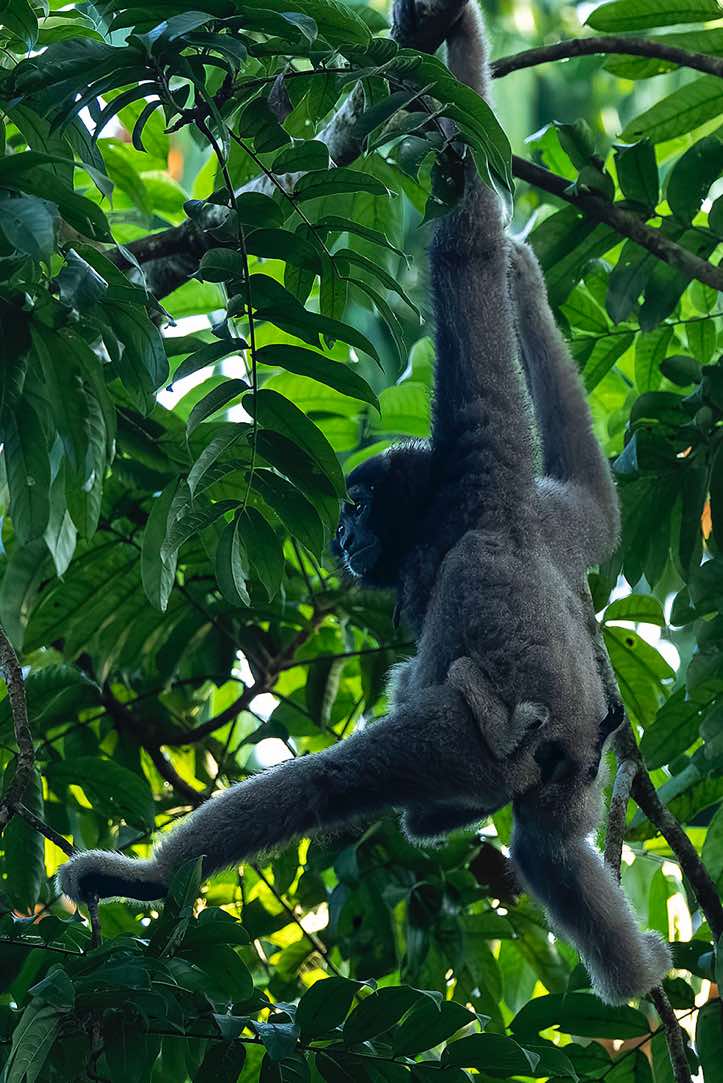 Müller's Gibbon (Hylobates muelleri), or Southern Grey Gibbon, mother with child, Tabin Wildlife Reserve, Sabah, Borneo