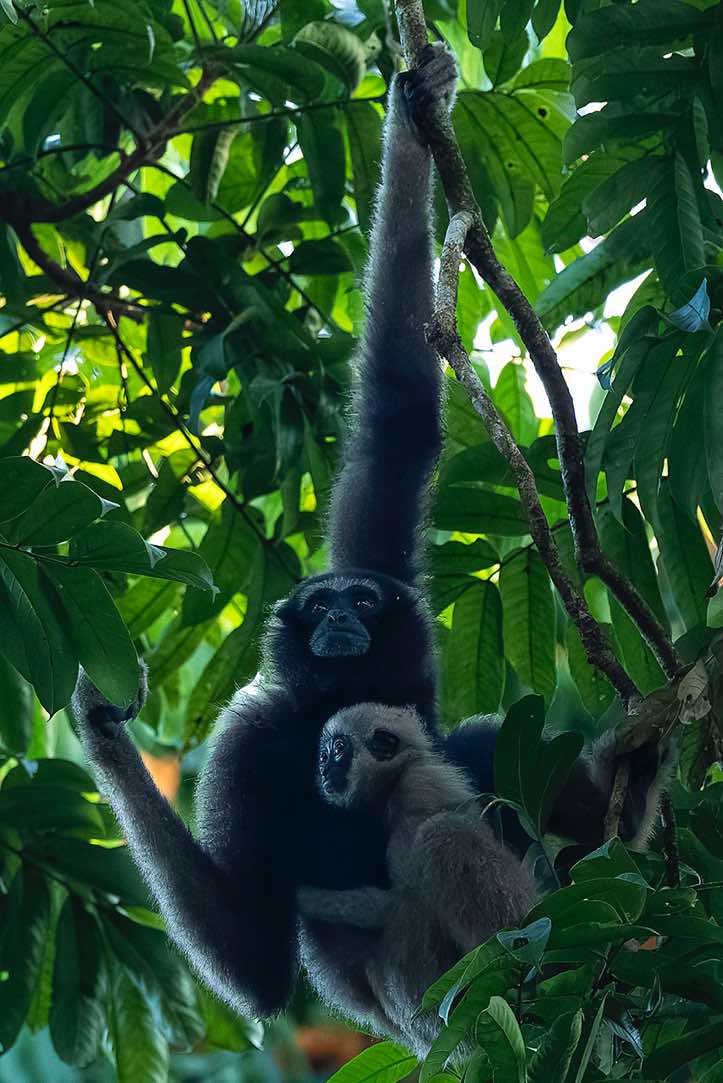 Müller's Gibbon (Hylobates muelleri), or Southern Grey Gibbon, mother with child, Tabin Wildlife Reserve, Sabah, Borneo