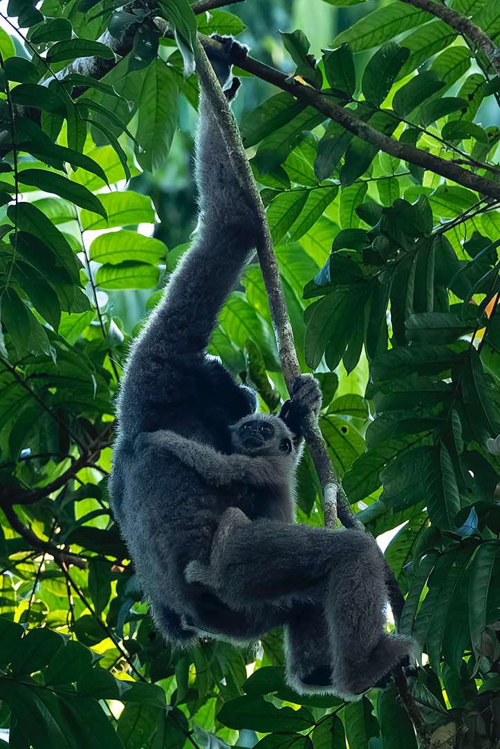 Müller's Gibbon (Hylobates muelleri), or Southern Grey Gibbon, mother with child, Tabin Wildlife Reserve, Sabah, Borneo