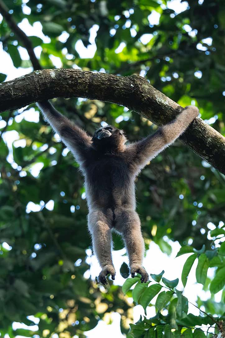 Müller's Gibbon (Hylobates muelleri), or Southern Grey Gibbon, Tabin Wildlife Reserve, Sabah, Borneo