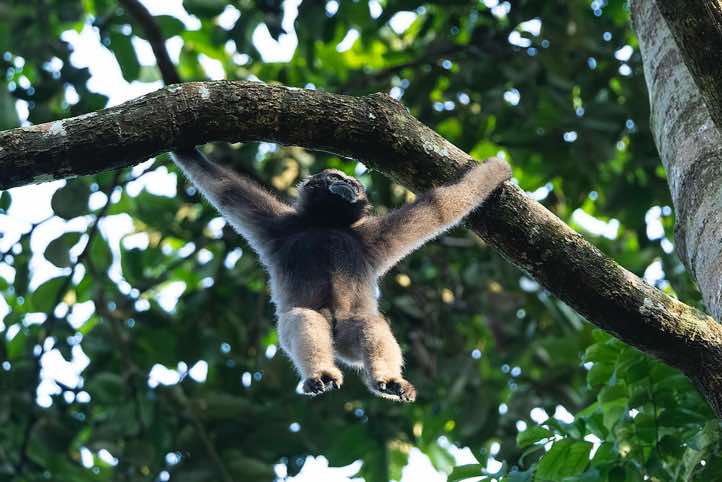 Müller's Gibbon (Hylobates muelleri), or Southern Grey Gibbon, Tabin Wildlife Reserve, Sabah, Borneo