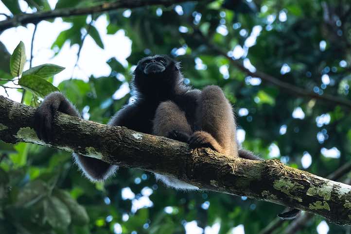 Müller's Gibbon (Hylobates muelleri), or Southern Grey Gibbon, Tabin Wildlife Reserve, Sabah, Borneo