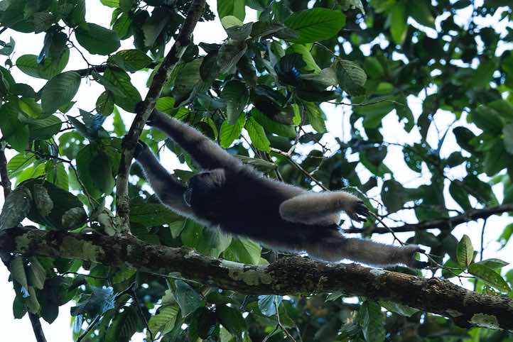 Müller's Gibbon (Hylobates muelleri), or Southern Grey Gibbon, Tabin Wildlife Reserve, Sabah, Borneo