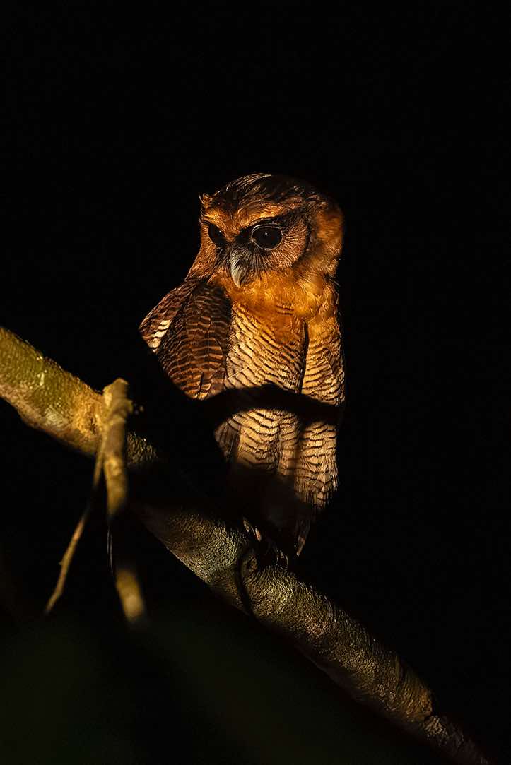 Brown Wood Owl (Strix leptogrammica) seen at night, Danum Valley, Sabah, Borneo