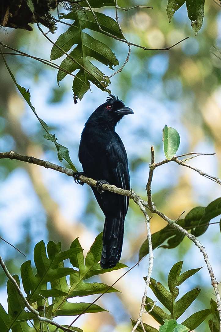 Juvenile Greater racket-tailed Drongo (Dicrurus paradiseus), Danum Valley, Sabah, Borneo