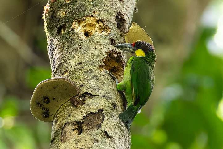 Golden-whiskered Barbet (Psilopogon chrysopogon), Danum Valley, Sabah, Borneo