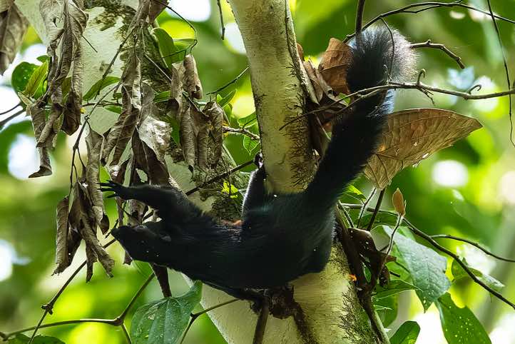 Black Flying Squirrel (Aeromys tephromelas), or Large Black Flying Squirrel, Danum Valley, Sabah, Borneo