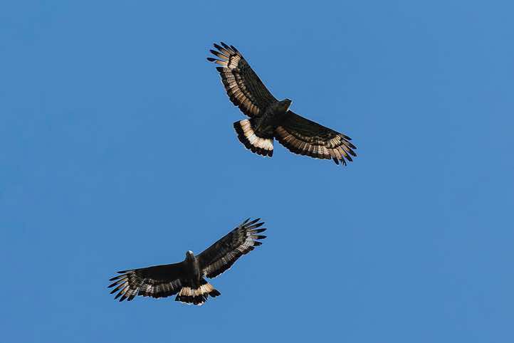 Mountain Serpent Eagle (Spilornis kinabaluensis), or Kinabalu Serpent Eagle, Danum Valley, Sabah, Borneo