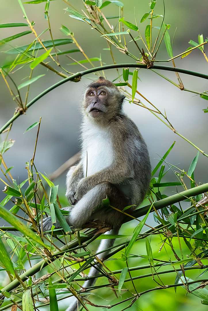 Crab-eating Macaque (Macaca fascicularis), or Long-tailed Macaque, Danum Valley, Sabah, Borneo