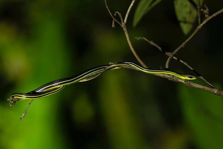 Elegant Bronzeback (Dendrelaphis formosus), or Beautiful Bronzeback Tree Snake seen at night, Danum Valley, Sabah, Borneo