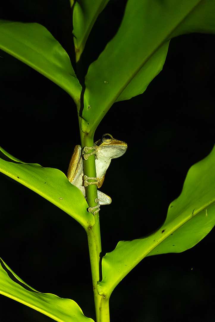 Common Tree Frog (Polypedates leucomystax) seen at night, Danum Valley, Sabah, Borneo