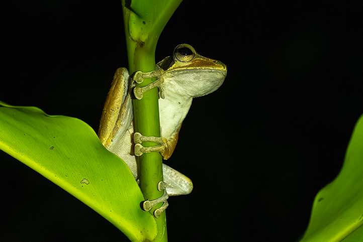 Common Tree Frog (Polypedates leucomystax) seen at night, Danum Valley, Sabah, Borneo