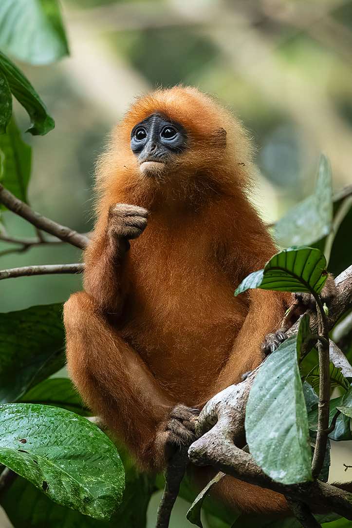 Red Leaf Monkey (Presbytis rubicunda), Danum Valley, Sabah, Borneo