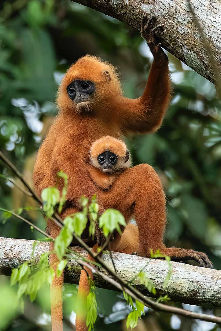 Red Leaf Monkey (Presbytis rubicunda), mother with child, Danum Valley, Sabah, Borneo