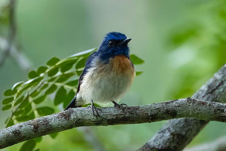 Malaysian Blue Flycatcher (Cyornis turcosus), Danum Valley, Sabah, Borneo