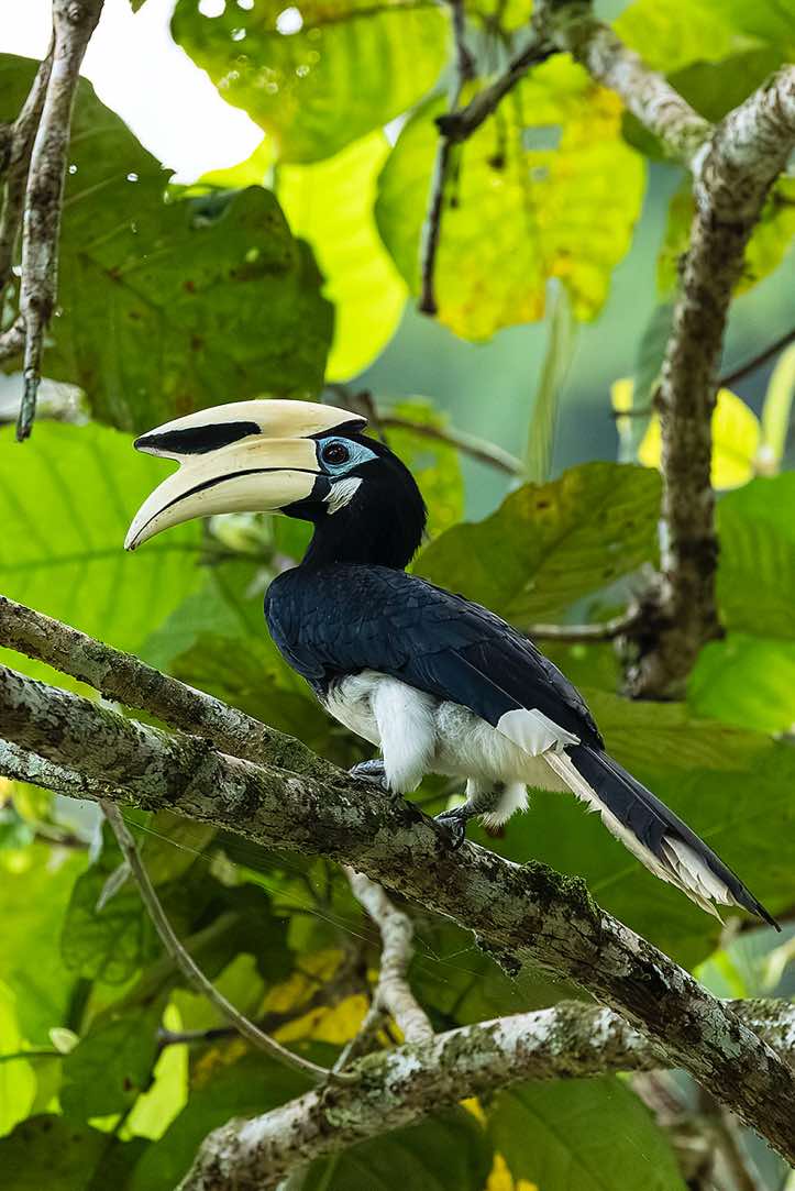 Oriental Pied Hornbill (Anthracoceros albirostris), Danum Valley, Sabah, Borneo