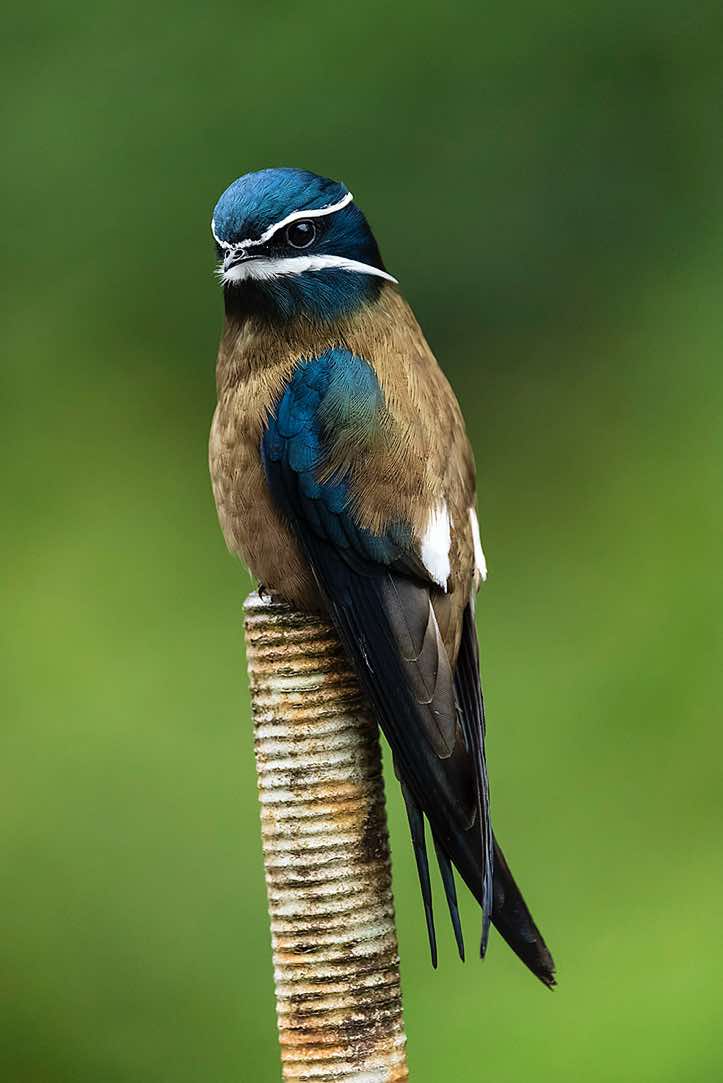 Whiskered Treeswift (Hemiprocne comata), Danum Valley, Sabah, Borneo
