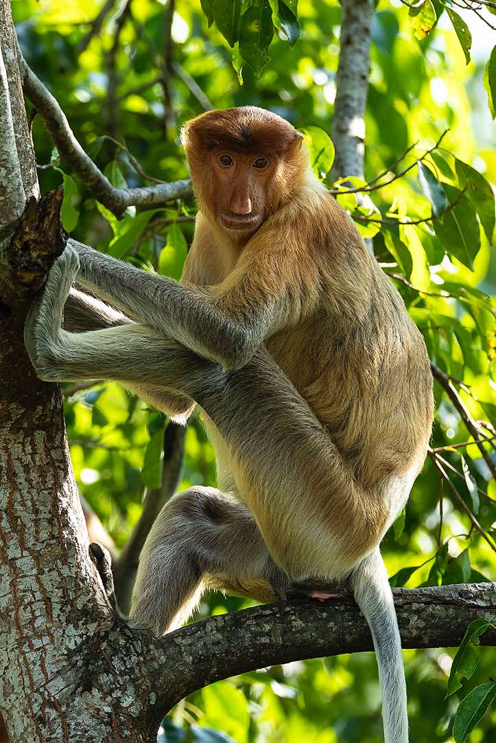 Female Proboscis Monkey (Nasalis larvatus), Labuk Bay Proboscis Monkey Sanctuary, Sabah, Borneo