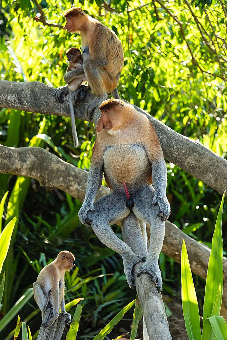 Male Proboscis Monkey (Nasalis larvatus), Labuk Bay Proboscis Monkey Sanctuary, Sabah, Borneo