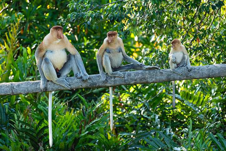Proboscis Monkeys (Nasalis larvatus), Labuk Bay Proboscis Monkey Sanctuary, Sabah, Borneo
