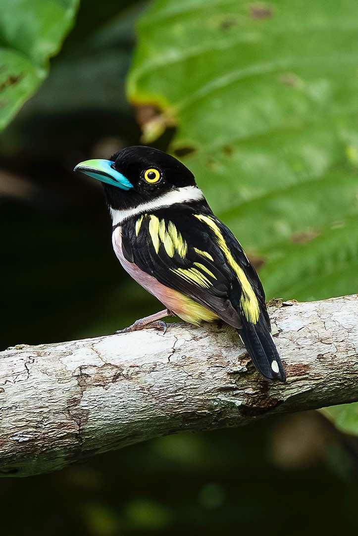 Black-and-yellow Broadbill (Eurylaimus ochromalus), Sabah, Borneo