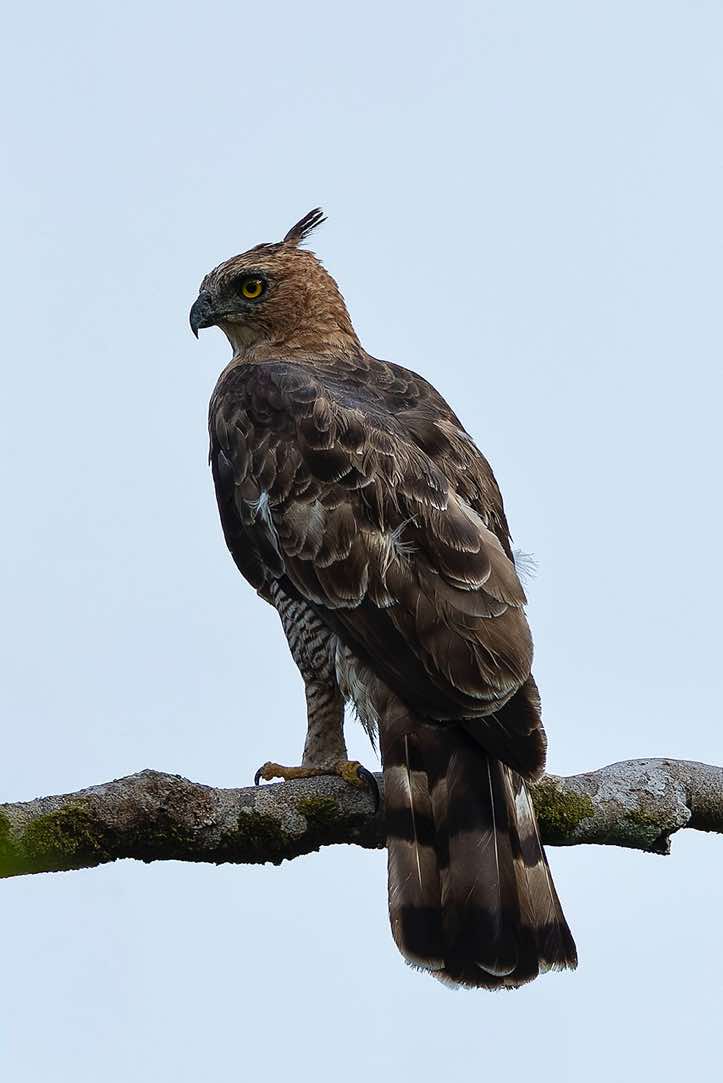 Wallace's Hawk-Eagle (Nisaetus nanus), Sabah, Borneo