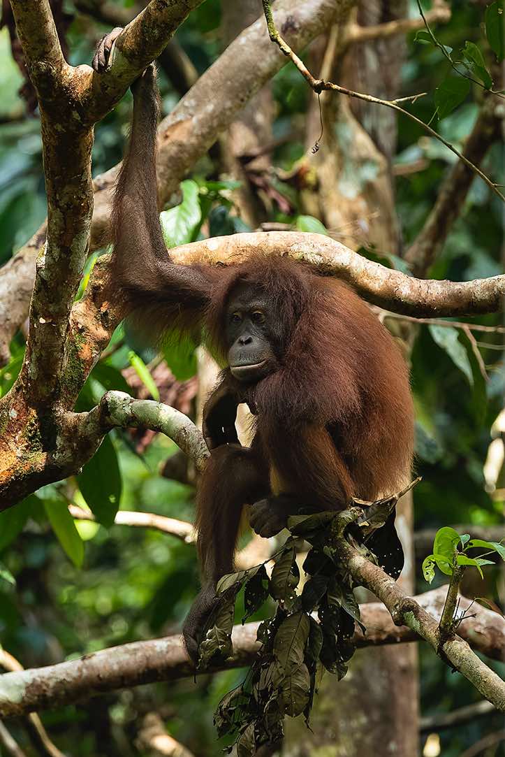 Bornean Orangutan (Pongo pygmaeus), Sepilok Orangutan Rehabilitation Centre, Sabah, Borneo