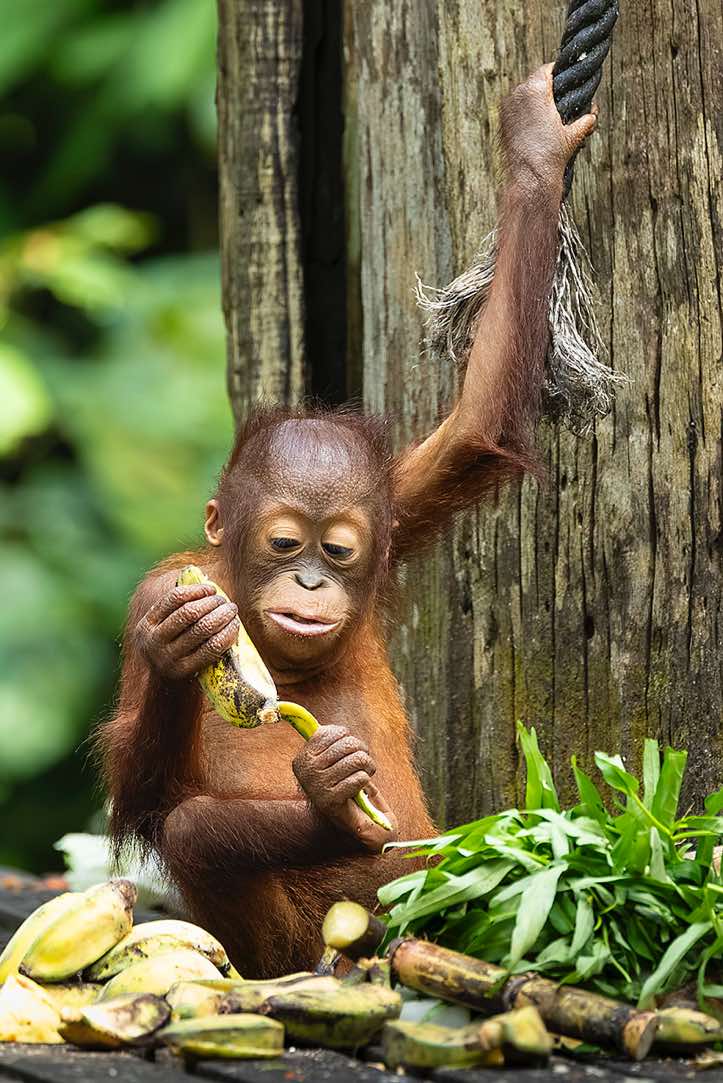 Young Bornean Orangutan (Pongo pygmaeus) peeling a banana with its hand and foot, Sepilok Orangutan Rehabilitation Centre, Sabah, Borneo