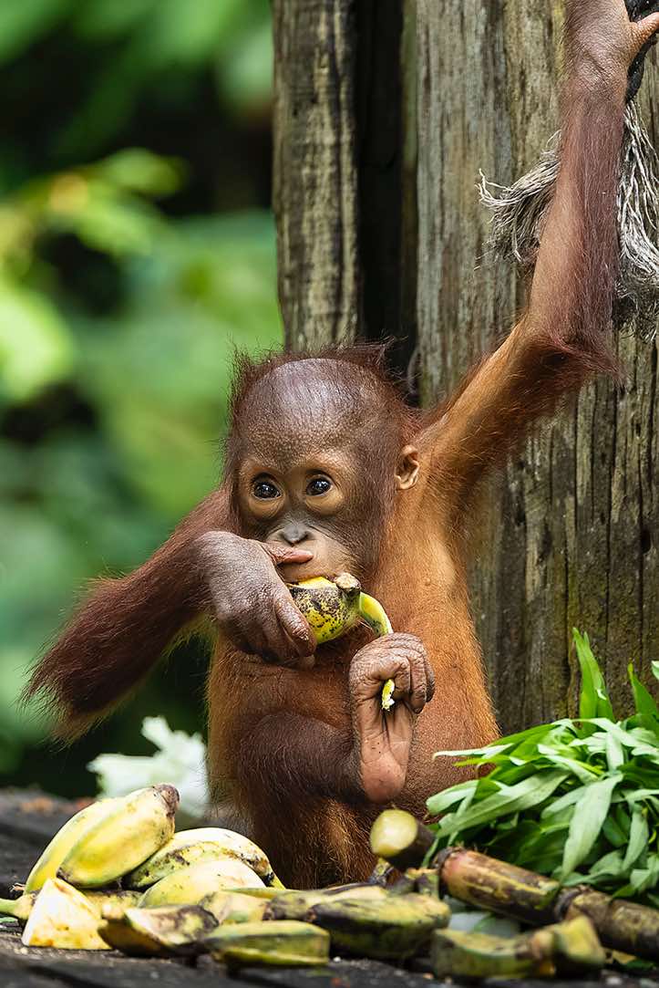 Young Bornean Orangutan (Pongo pygmaeus) peeling a banana with its hand and foot, Sepilok Orangutan Rehabilitation Centre, Sabah, Borneo