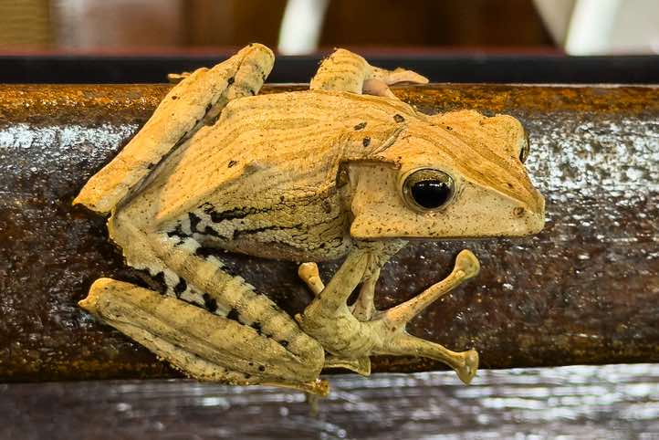Borneo eared Frog (Polypedates otilophus), also known as the File-eared Tree Frog or Bony-headed flying Frog, Tabin Wildlife Reserve, Sabah, Borneo