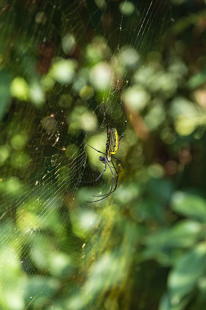 Colourful spider, Buri Gandaki Valley
