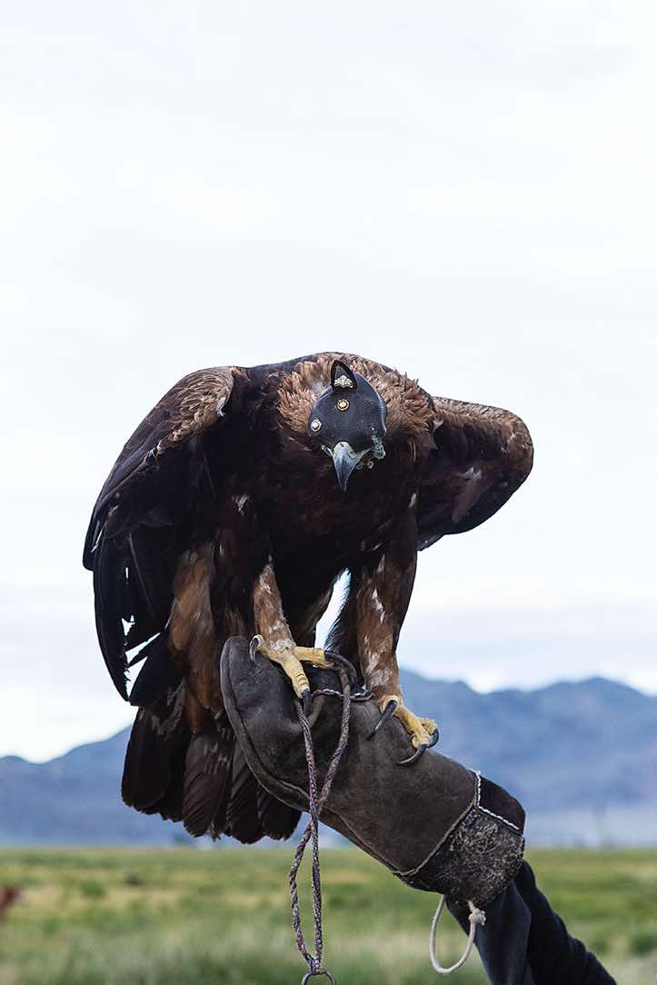 Eagle, Altai Mountains, Western Mongolia