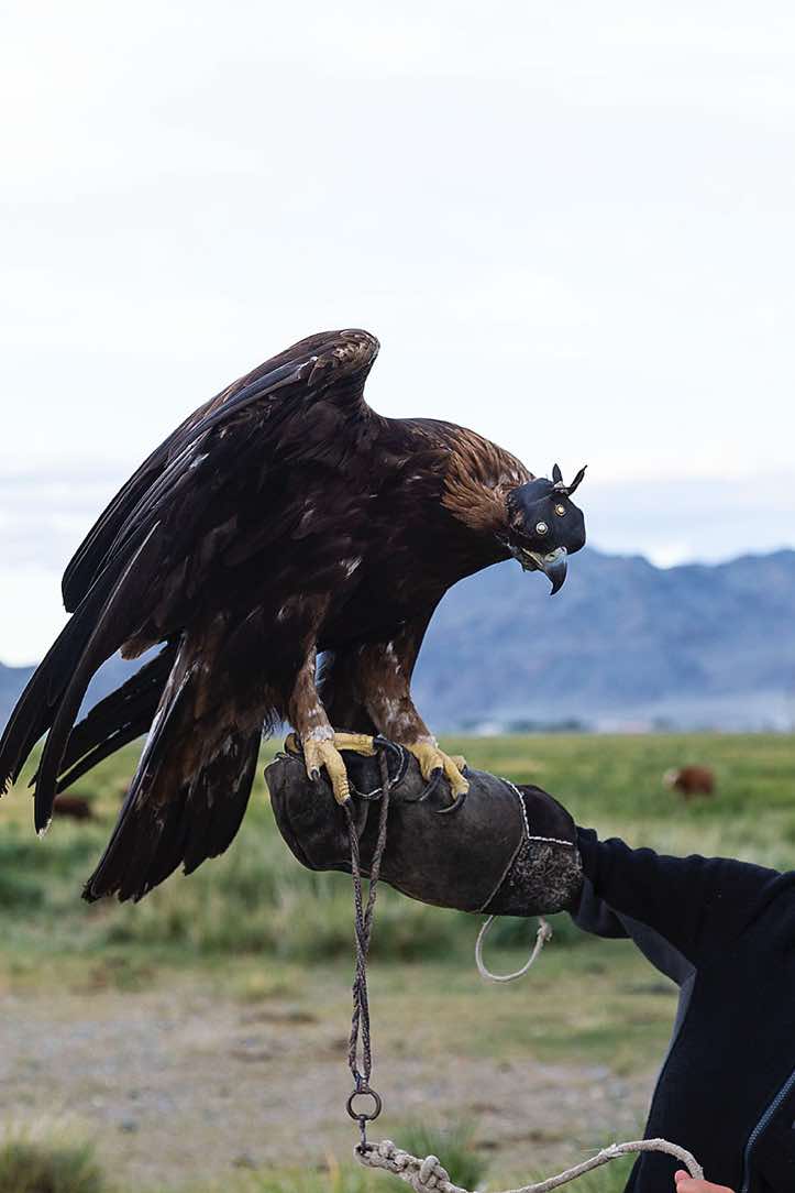 Eagle, Altai Mountains, Western Mongolia