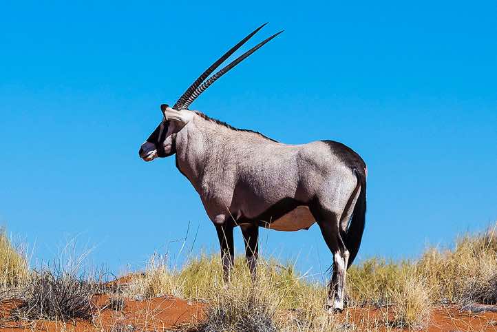 Gemsbok (Oryx gazella), NamibRand Nature Reserve, Namib Desert
