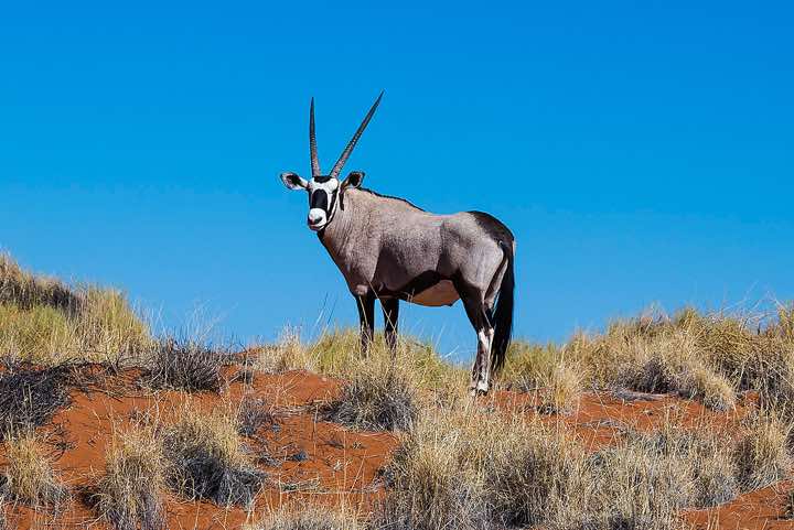 Gemsbok (Oryx gazella) in the NamibRand Nature Reserve, Namib Desert