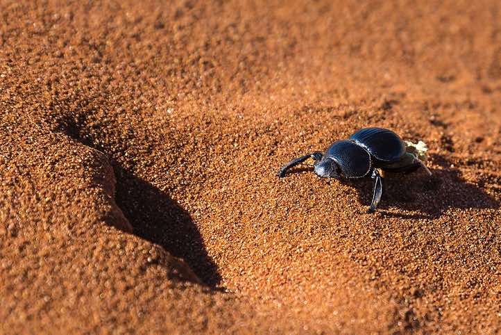 Toktokkie Beetle crossing the red sands of the Namib Desert, NamibRand Nature Reserve