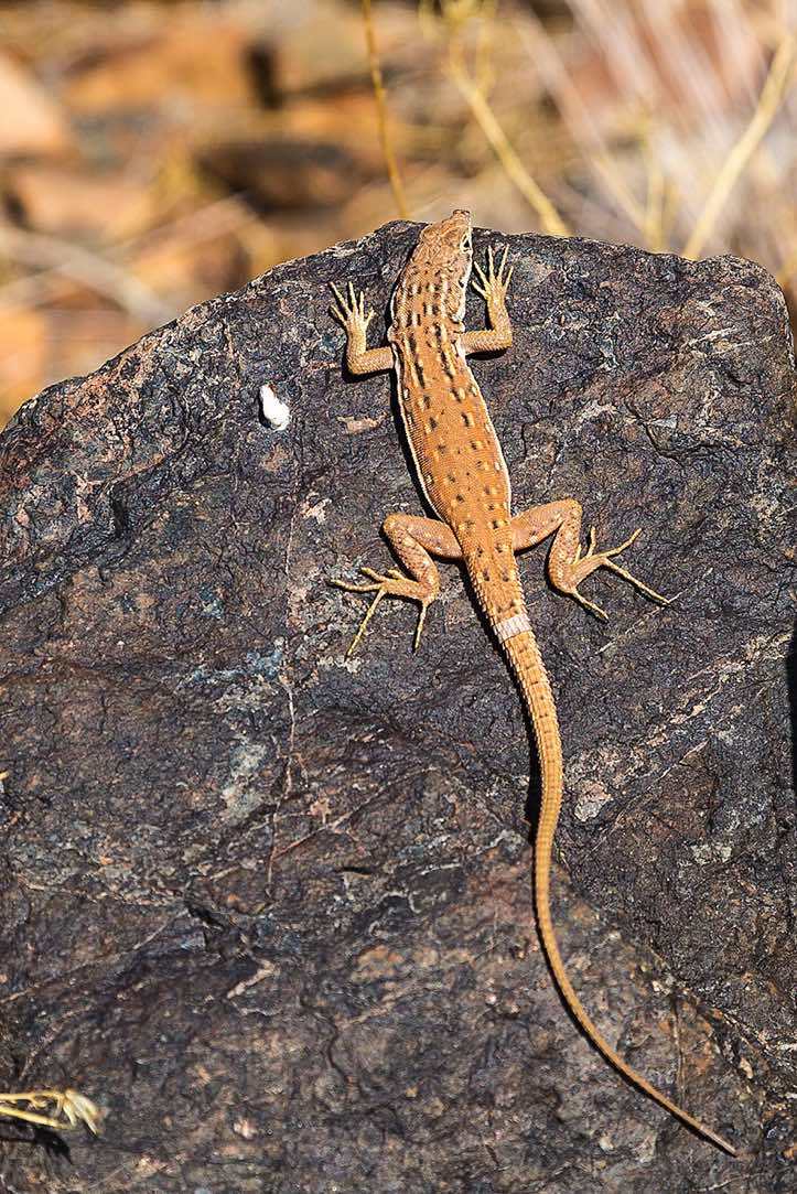 Reptile, NamibRand Nature Reserve, Namib Desert