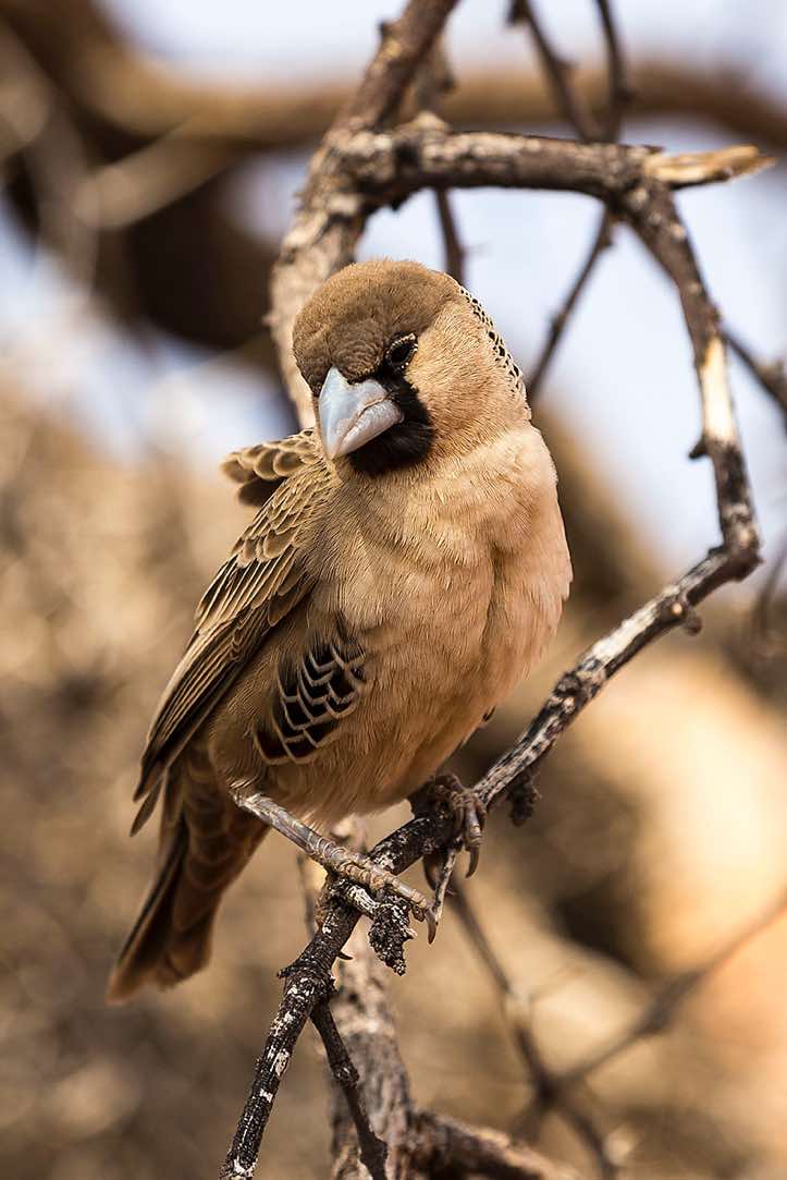 Sociable Weaver (Philetairus socius), sitting on branch, NamibRand Nature Reserve, Namib Desert