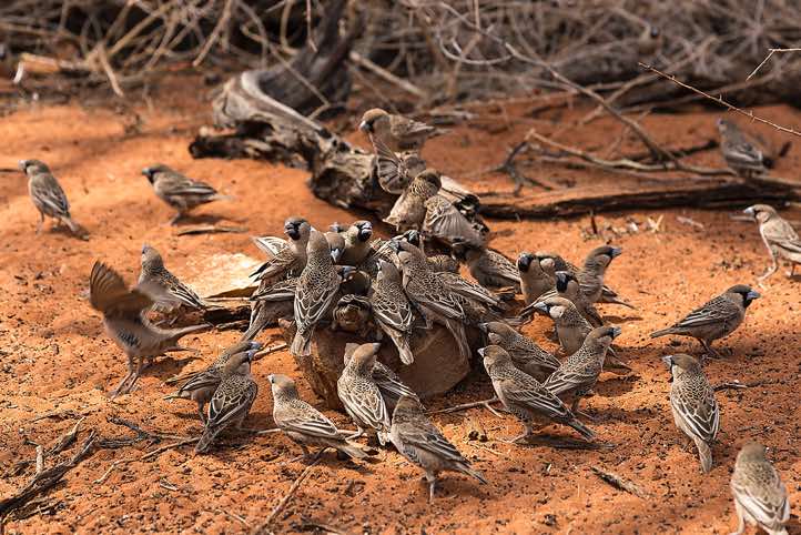 Sociable Weavers (Philetairus socius), NamibRand Nature Reserve, Namib Desert