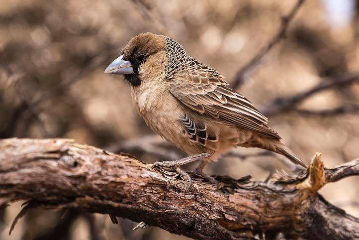 Sociable Weaver (Philetairus socius), sitting on branch, NamibRand Nature Reserve, Namib Desert