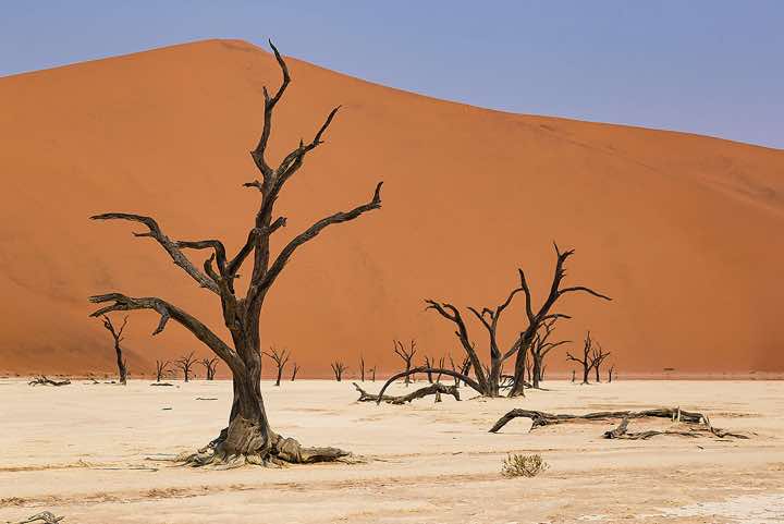 Dead tree skeletons, Dead Vlei, Namib-Naukluft National Park, Namib Desert