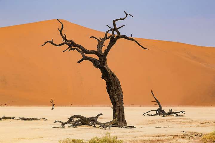 Dead tree skeleton, Dead Vlei, Sossusvlei dune field, Namib-Naukluft National Park, Namib Desert