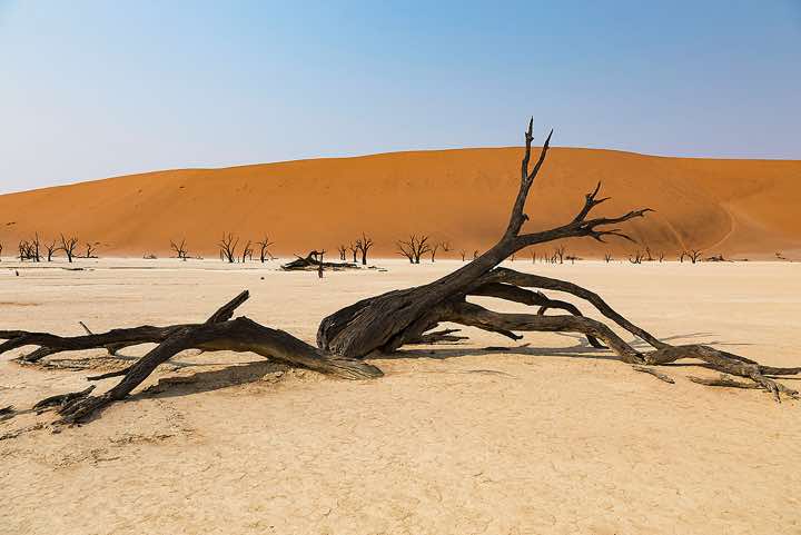 Dead tree skeletons, Dead Vlei, Sossusvlei dune field, Namib-Naukluft National Park, Namib Desert